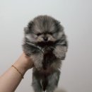 개츠비 켄넬 이미지