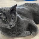 고양이 소변에 피가 보인다면 방광염을 확인해야 하는 이유