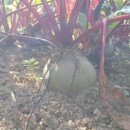 이경숙농장 이미지