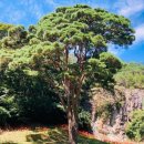 굴바우농장 | ﻿선운사에 꽃무릇은 일렁이고