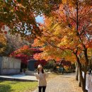 떼떼상점 | 등린이의 첫 등산 계룡산 관음봉 후기 - feat. 단풍에 반하고 온 계룡산/블랙야크 100대 명산