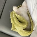 강아지를 할머니에게 맡기면 안 되는 이유 | 장모치와와 블랙탄 쵸파와 화이트 루피의 역변 과정