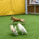 놀러오개 애견유치원 애견호텔 운정신도시점 이미지