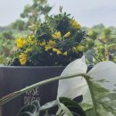 알로카시아 이미지