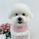 단비네 애견미용 이미지
