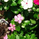 건물 앞 삼거리 이미지