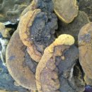 섬유질,아미노산 함유되어 있는 황철상황버섯 이미지
