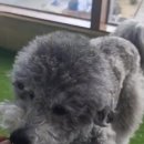 두두펫케어 이미지