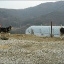 부용수지 이미지