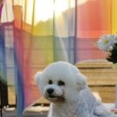 살랑살랑 펫미용 이미지