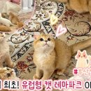 브룩스 캣 카페 이미지