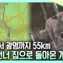 한 달 만에 집으로 돌아온 개(55km) 이미지