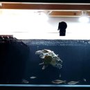 테라핀갤러리TERRAPINGALLERY