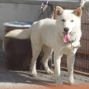 차지킴이 이미지