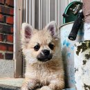 몽구리DOG 이미지