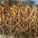 기안말산삼삼계탕 이미지