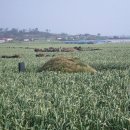 영락초등학교 이미지