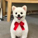 단짝 펫살롱 이미지