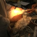 대학동물병원 이미지