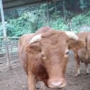 삼양 동물병원 이미지