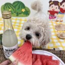 털로덮인친구들 애견유치원&애견호텔 수원시청역점 이미지