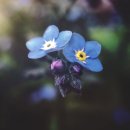 물망초forgetmenot 이미지