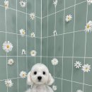 봄이네 애견 이미지