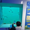 울진자동차정비공장 | ​경북 울진 여행 필수 코스! 아이와 가볼만한곳 l 국립해양과학관 바다 속 7m 수중전망대까지