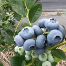 태호농장 이미지