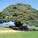 남해 창선도 왕후박나무, 500년의 역사 이미지