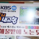 해물밭에 노는 닭 이미지