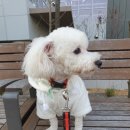 댕스마일 이미지