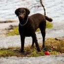 대한리트리버 이미지