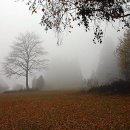 나무와 새 이미지