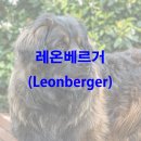 도그레온 이미지