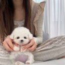 퍼피스토리 이미지