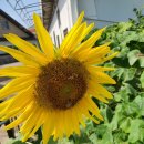 골드치킨 이미지