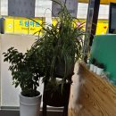 길훈(아) | [고촌 칼국수/수제비 맛집] ‘정자네 칼국수’ 수제비 후기