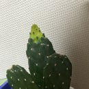 디트리오 이미지