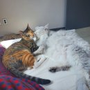 멍개 그루밍 이미지