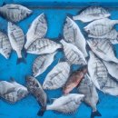 공지로4 이미지