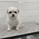 뽀삐살롱 이미지