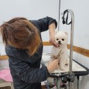 반듯한 멍이 이미지