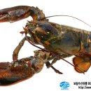 보림수산