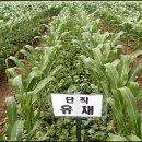 유채인력