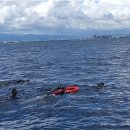 에그드랍 수영점 | 필리핀 세부 가족여행 자유여행 3일차｜리조트 조식 후기 &amp; 아이들과 단독 호핑투어(세부맘)｜