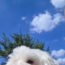 mm애견공방 이미지