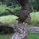 시청 소나무 이미지