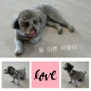 영송빌라 | 가평 비비숑숑 애견 풀빌라 독채 펜션 수영장 야경 불멍에 취하다