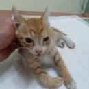 신월동184 이미지